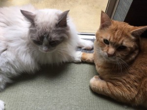 14914523_673587469458134_752181666_n[1]