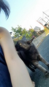 14937027_673581289458752_32825534_n[1]